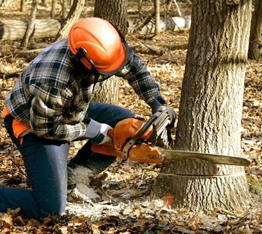 Tree Removal in Sparrows Point, MD